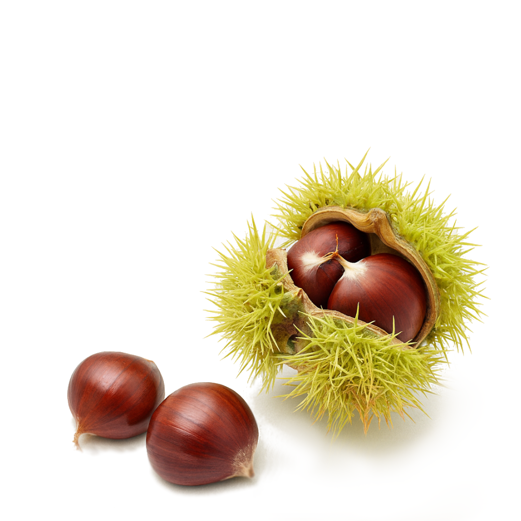 Chestnut